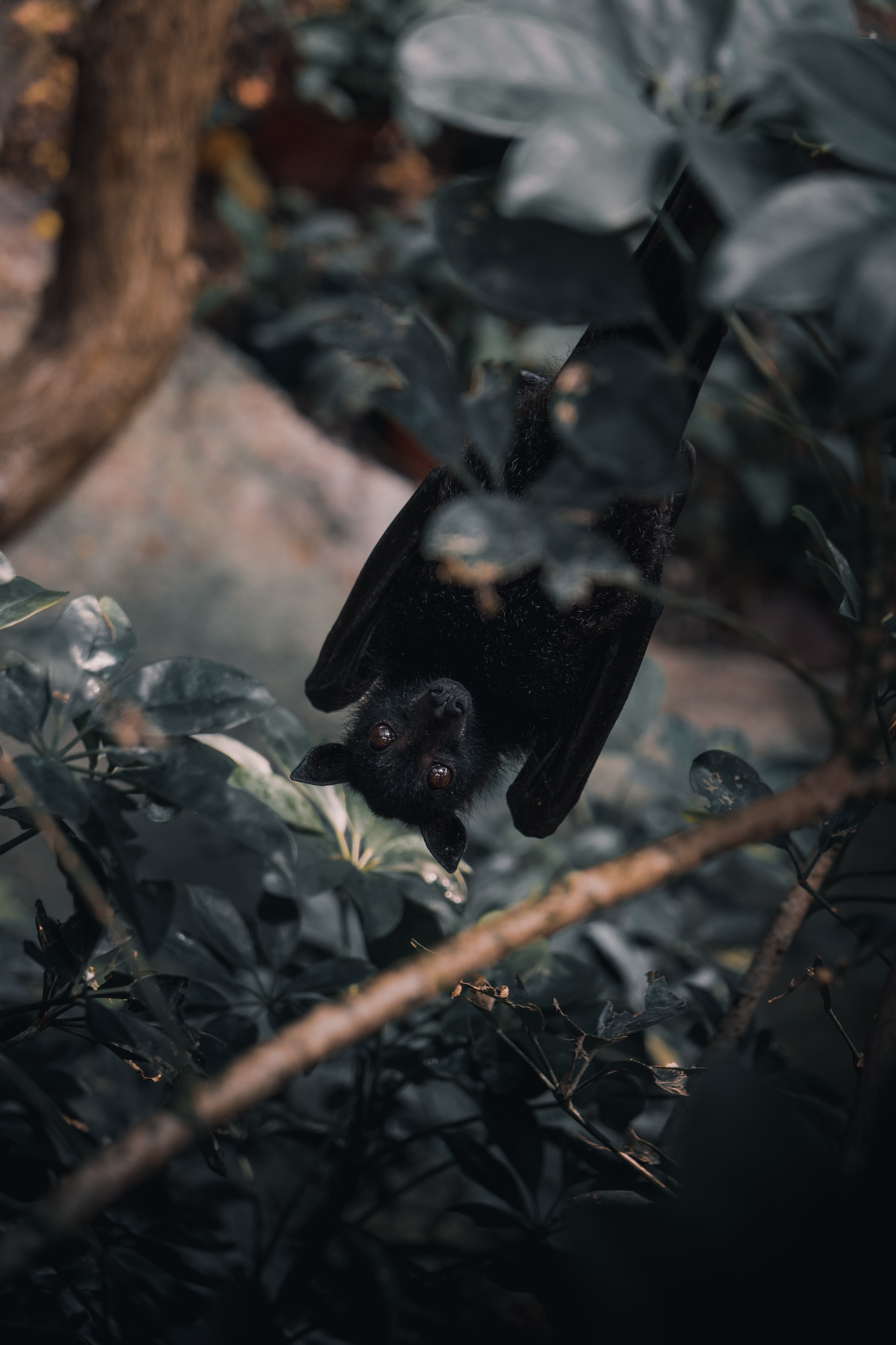 Bat hanging from tree.